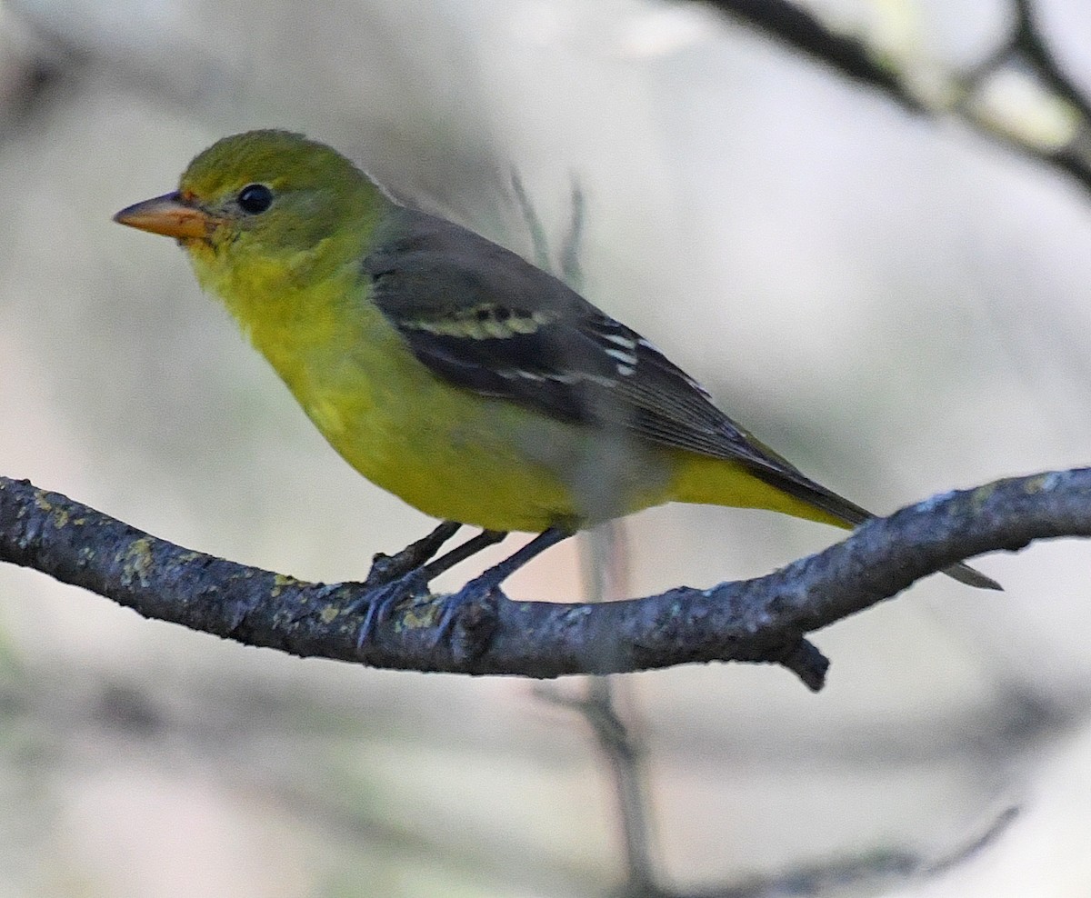 Western Tanager - ML82586841