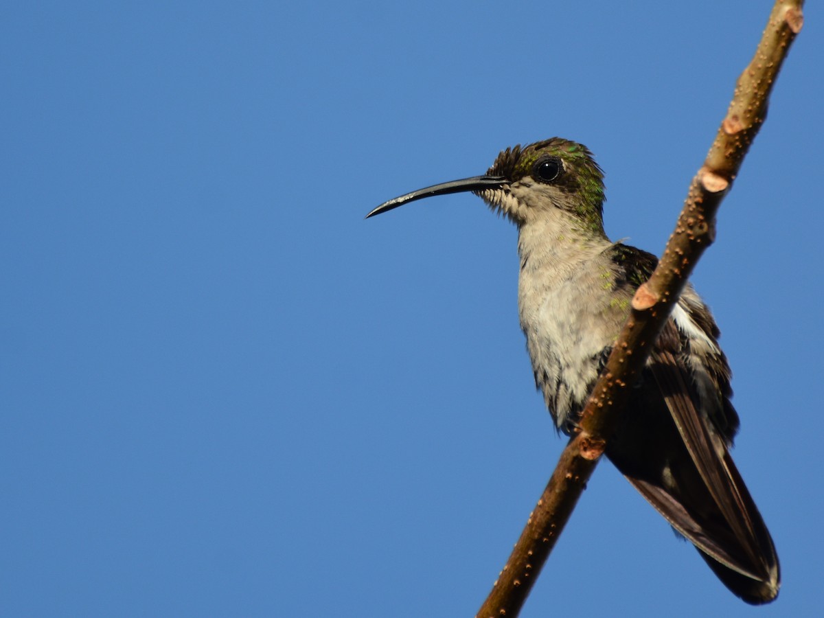 Hispaniolan Mango - Jeremy Collison