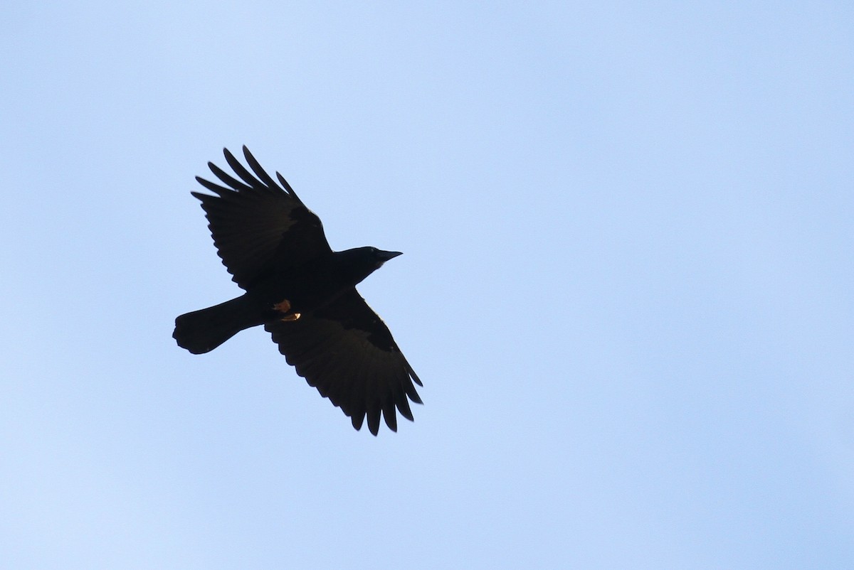 Fish Crow - ML82588501