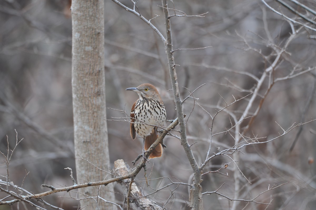 Brown Thrasher - ML82589851