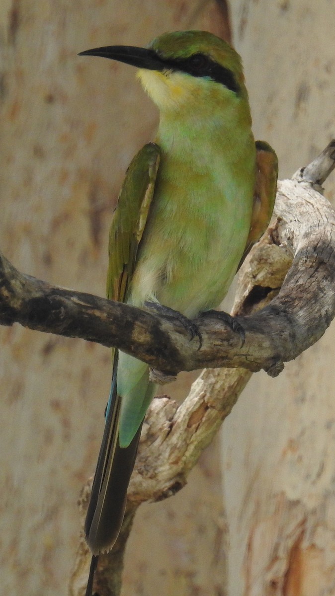 Rainbow Bee-eater - ML82591441