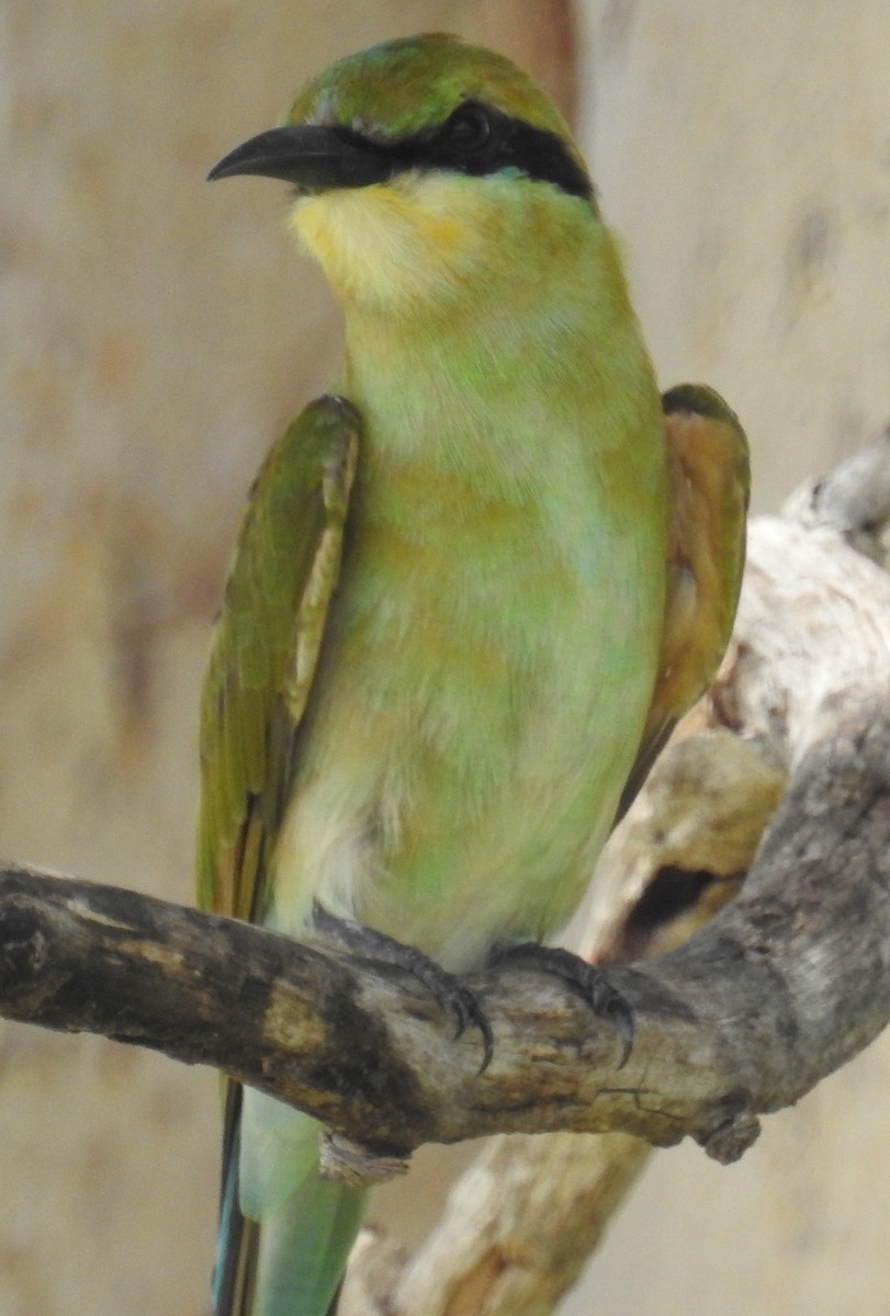 Rainbow Bee-eater - Colin Trainor