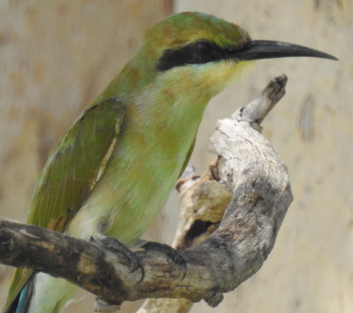 Rainbow Bee-eater - ML82591481