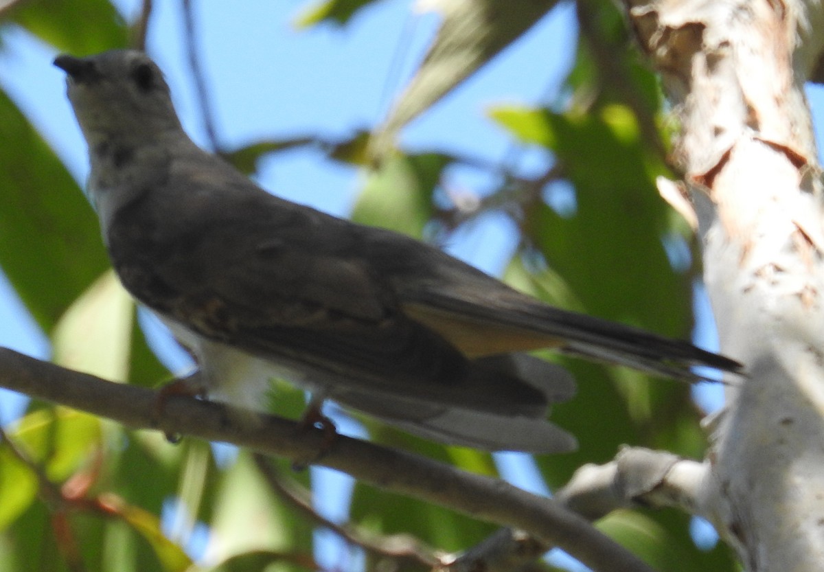 Çalı Guguğu [variolosus grubu] - ML82591621