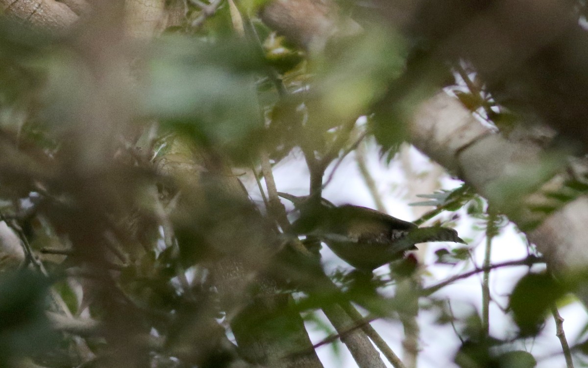 Carolina Wren (White-browed) - ML82591891