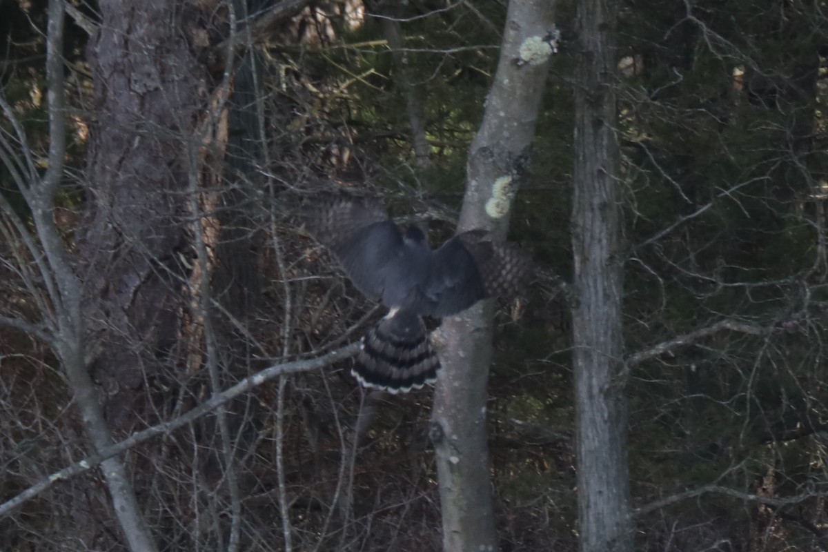 Cooper's Hawk - ML82592091