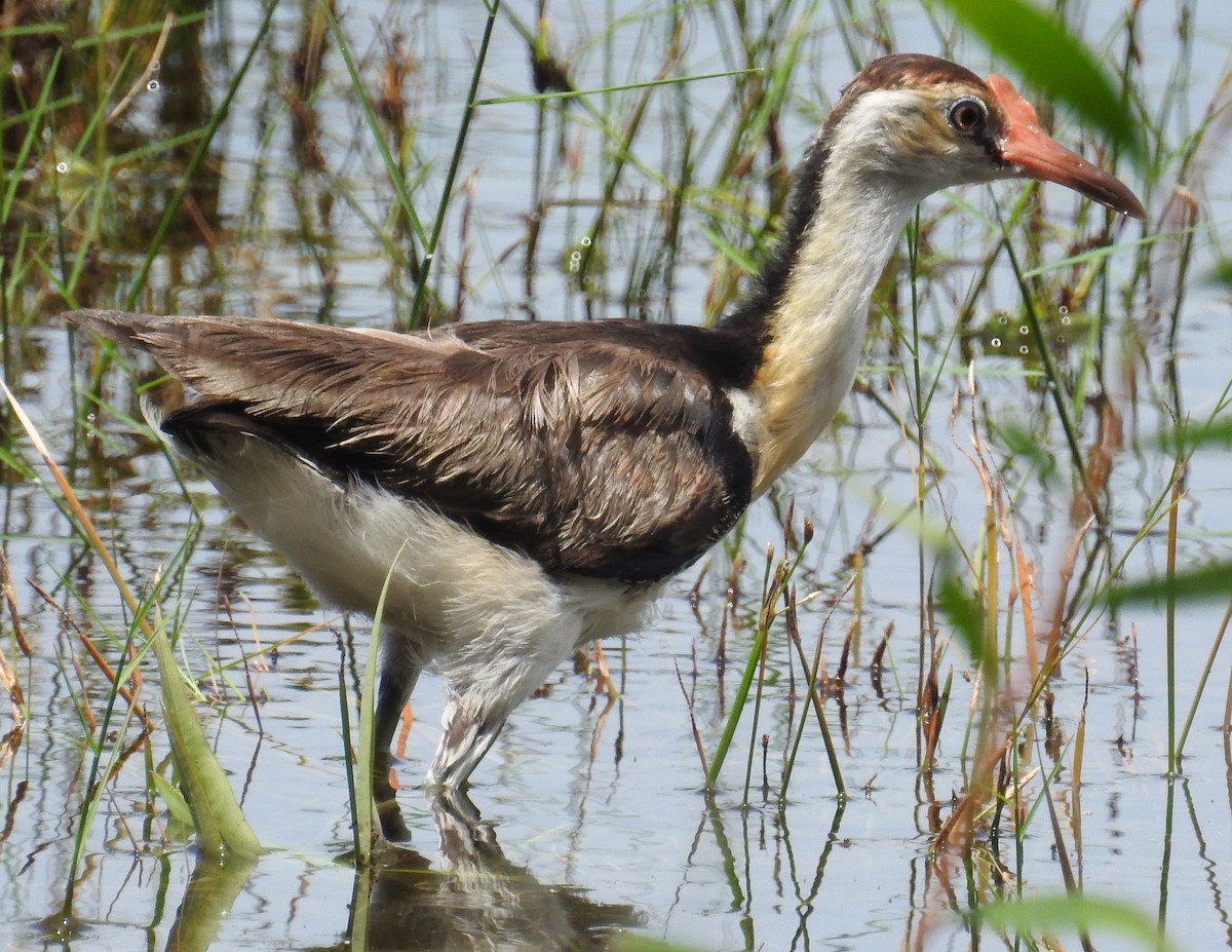 Comb-crested Jacana - ML82592891