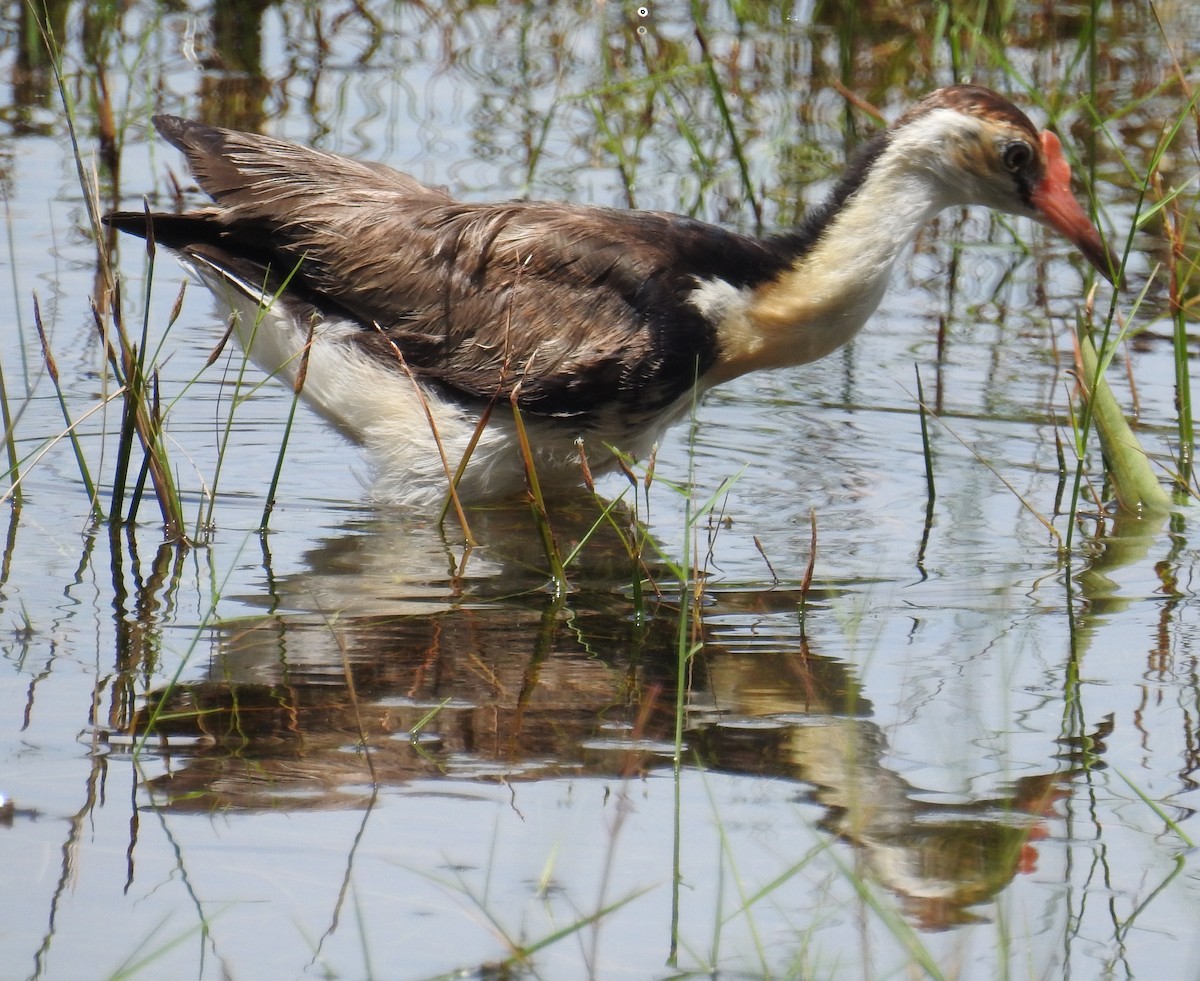 Comb-crested Jacana - ML82592931