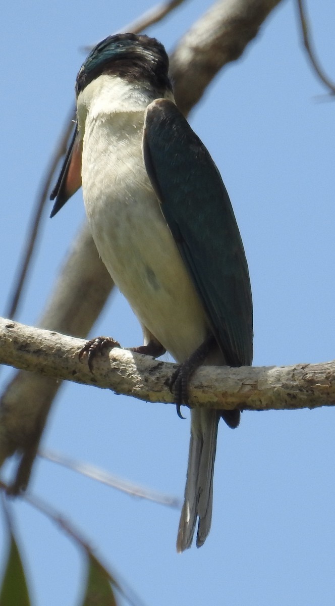Sacred Kingfisher (Australasian) - ML82593621