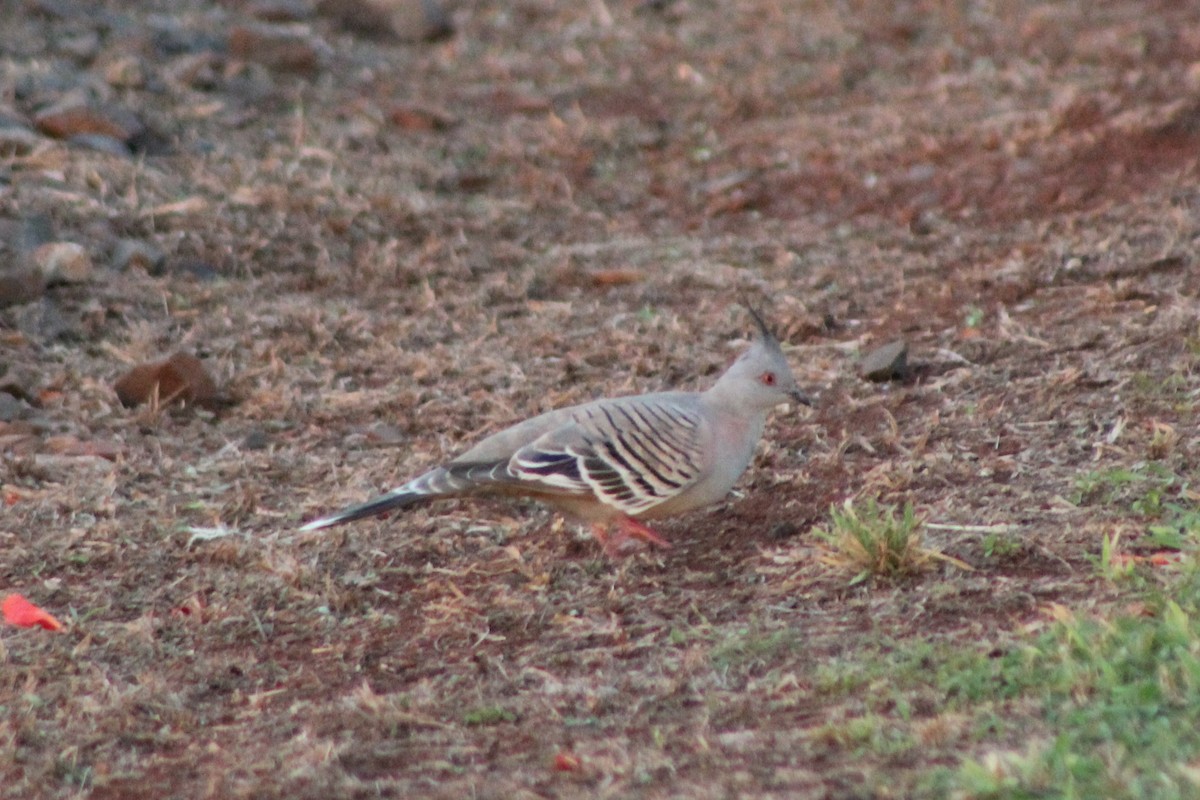 Crested Pigeon - ML82594971