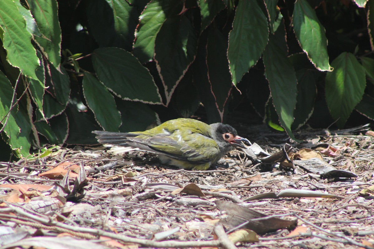 Australasian Figbird - ML82595371