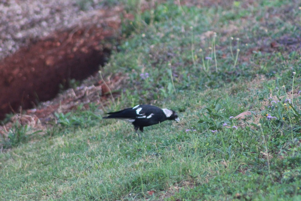 Australian Magpie (Black-backed) - ML82596061