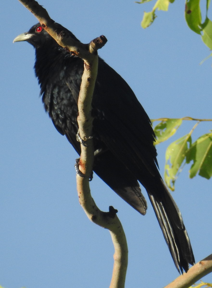 kukačka pacifická (ssp. cyanocephalus/subcyanocephalus) - ML82597611