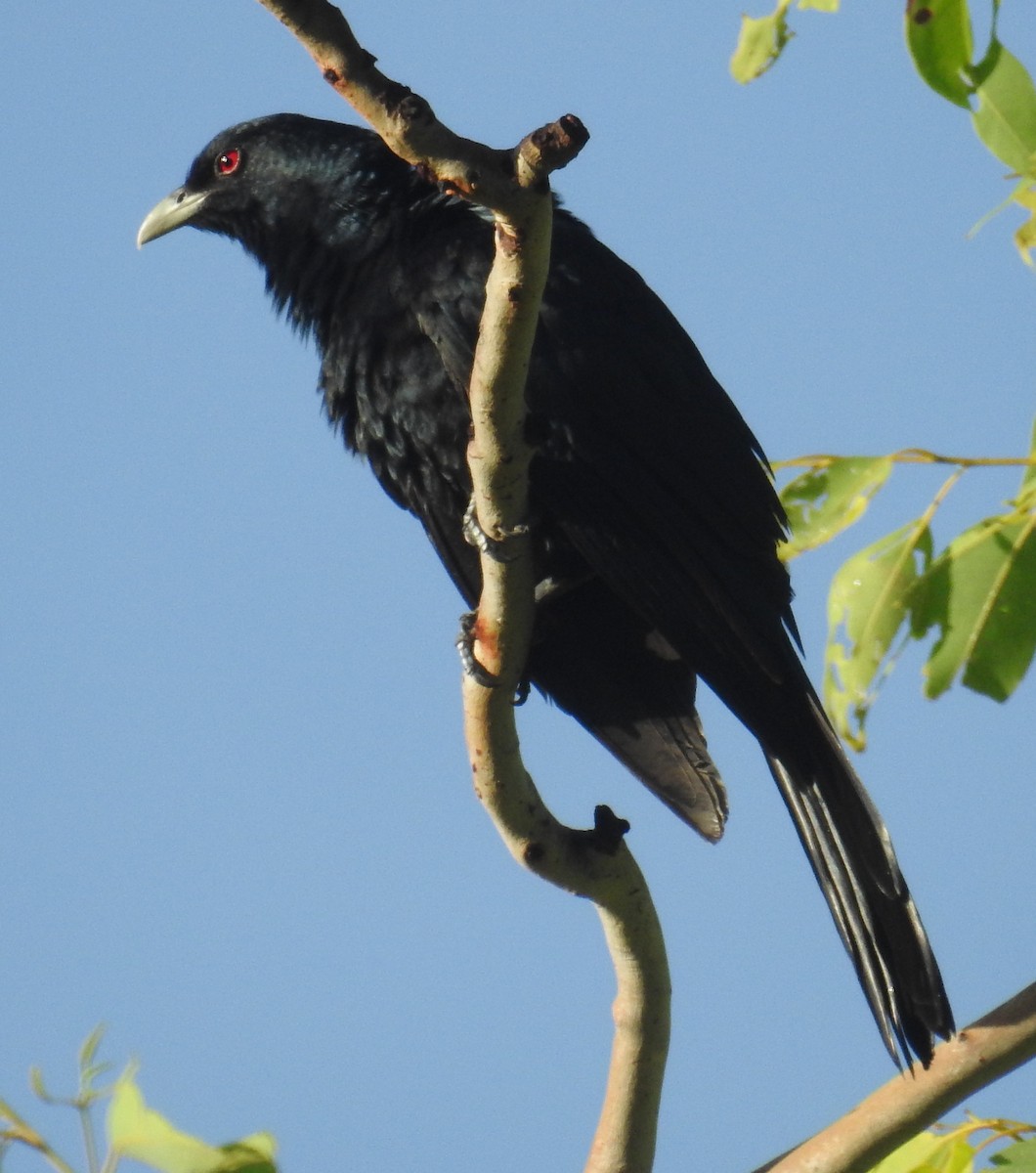 grånebbkoel (cyanocephalus/subcyanocephalus) - ML82597631