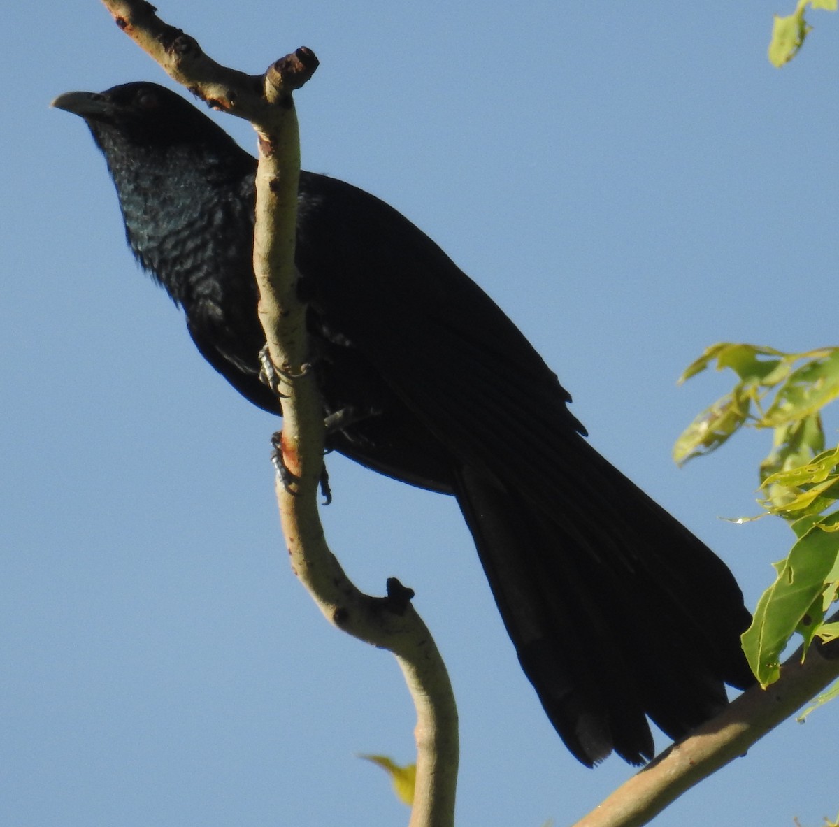 grånebbkoel (cyanocephalus/subcyanocephalus) - ML82597641