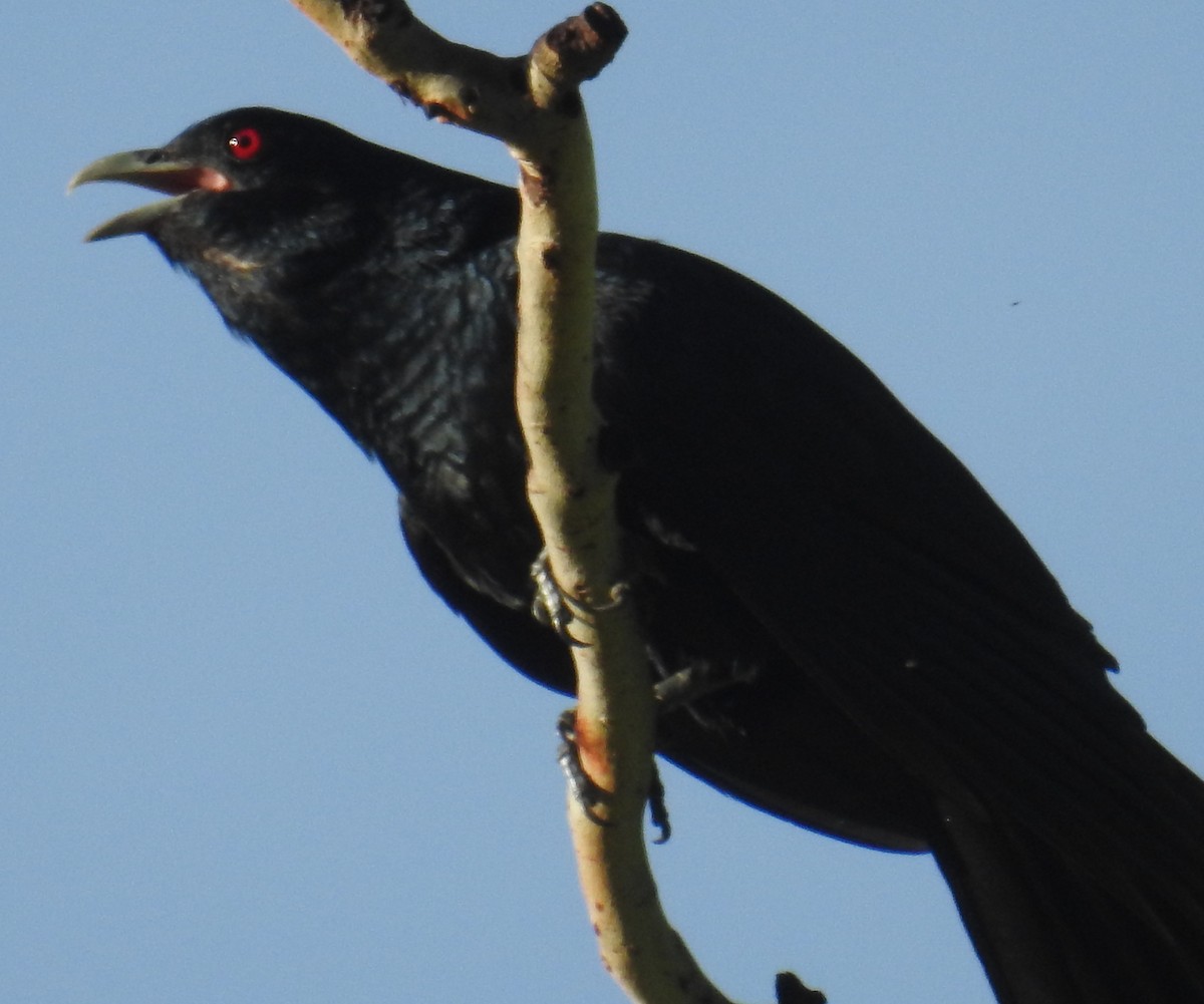 kukačka pacifická (ssp. cyanocephalus/subcyanocephalus) - ML82597661