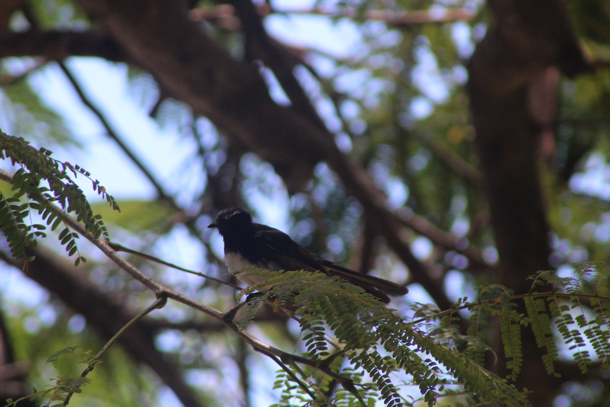 Willie-wagtail - ML82598171
