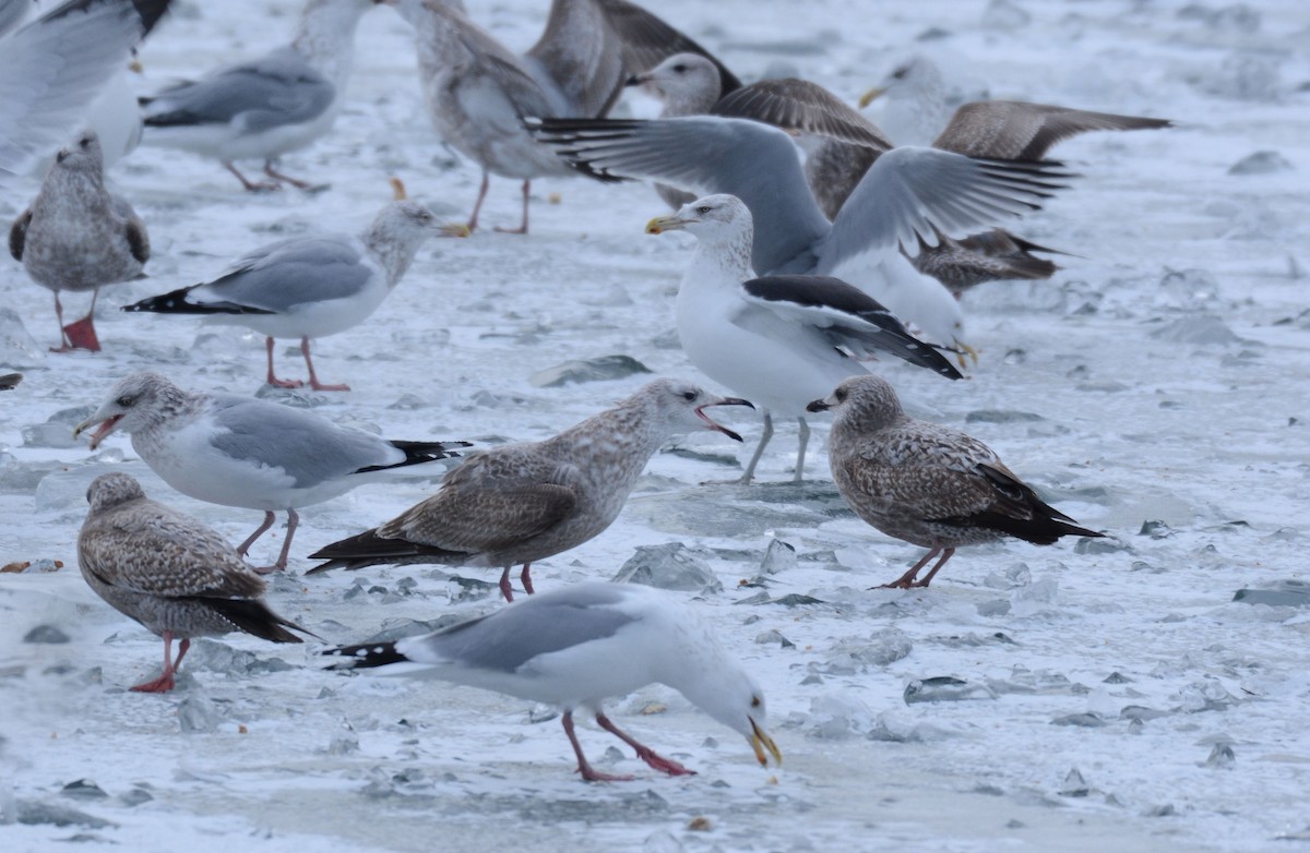 Kelp x American Herring Gull (hybrid) - ML82598241