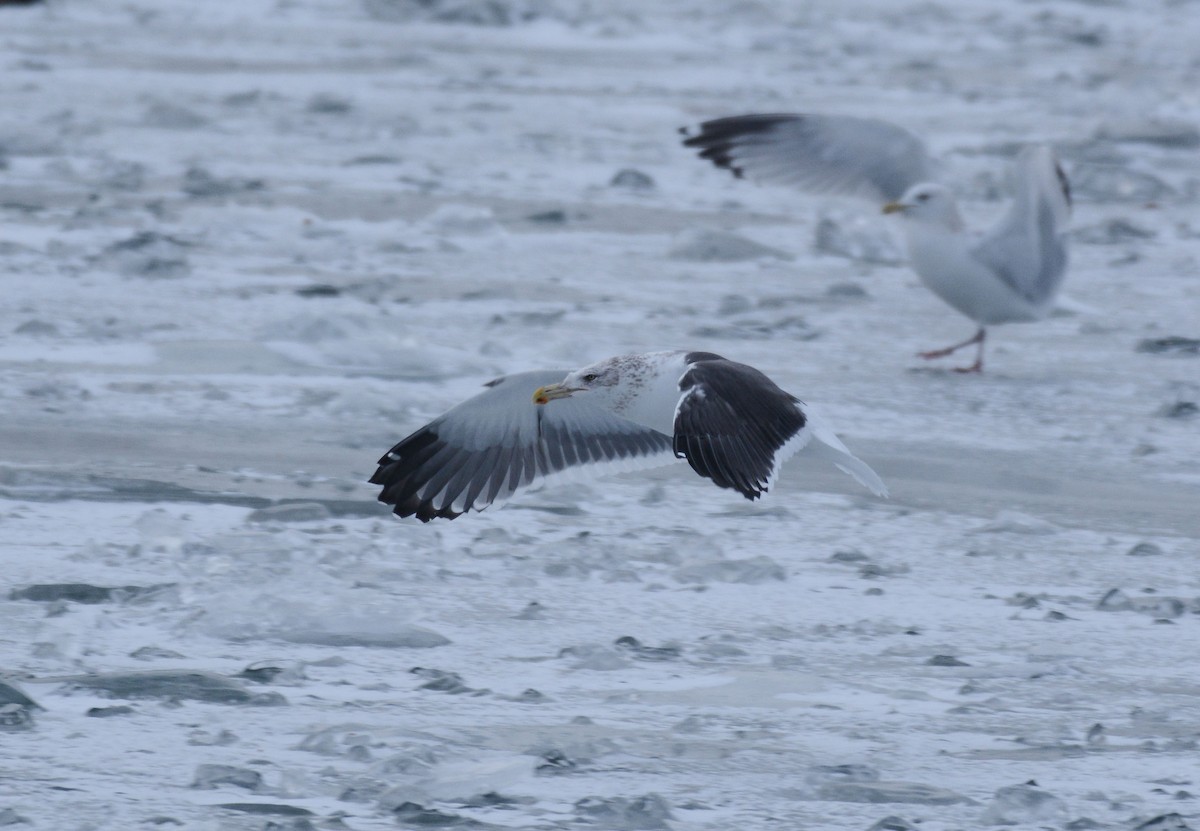 Kelp x American Herring Gull (hybrid) - ML82599241