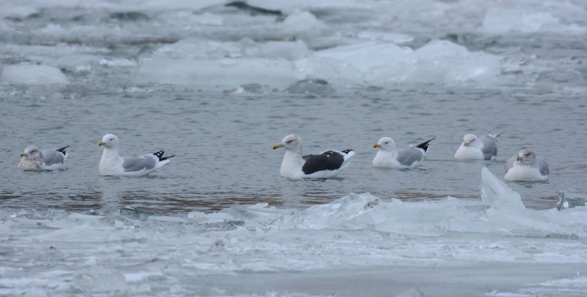Kelp x American Herring Gull (hybrid) - ML82599271