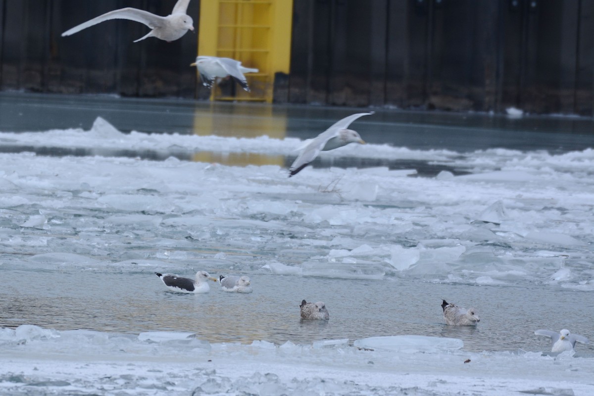 Kelp x American Herring Gull (hybrid) - ML82599351
