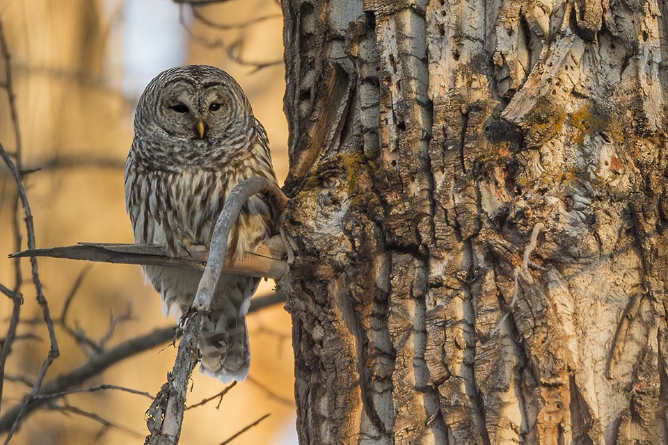 Barred Owl - ML82599991