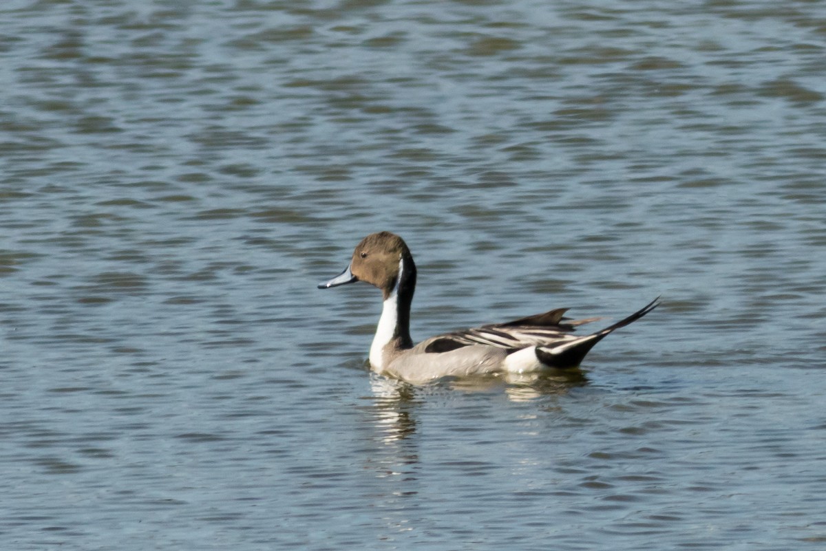 Northern Pintail - ML82602121