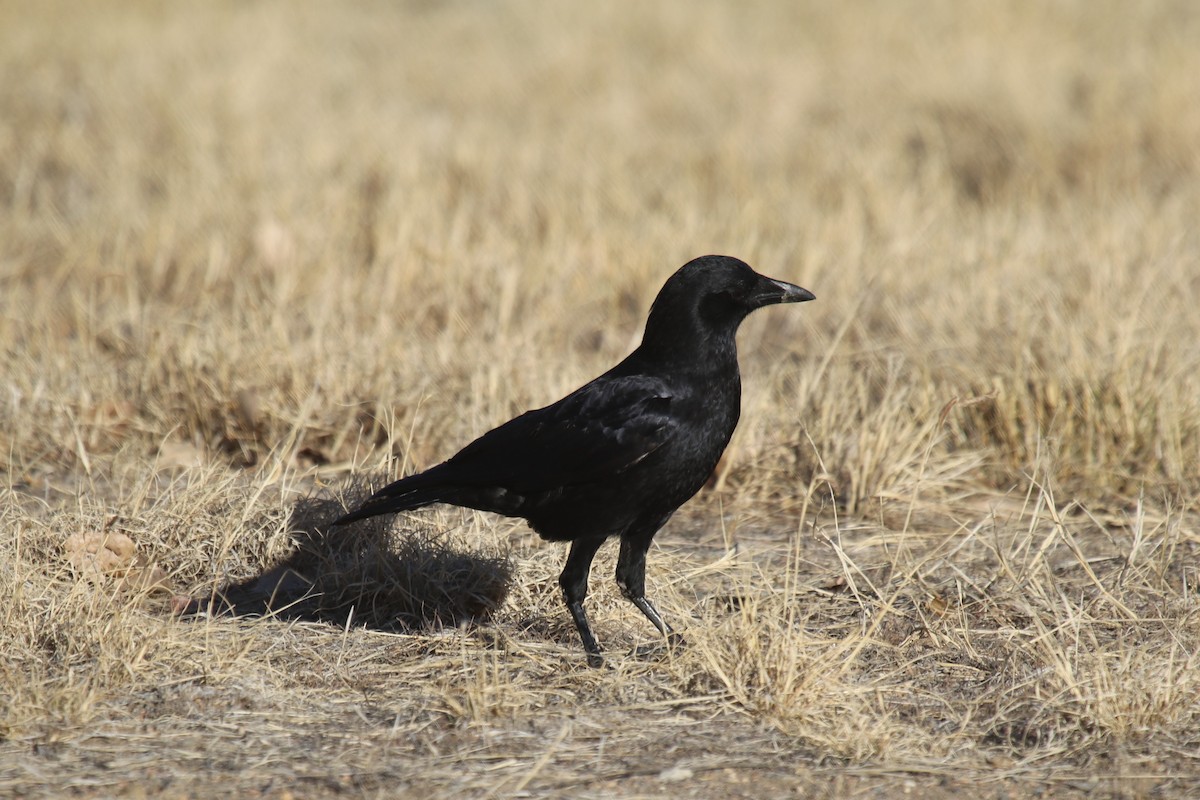 American Crow - ML82602381