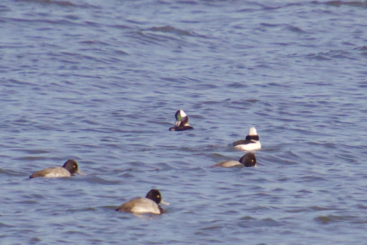 Bufflehead - Ruth Wittersgreen