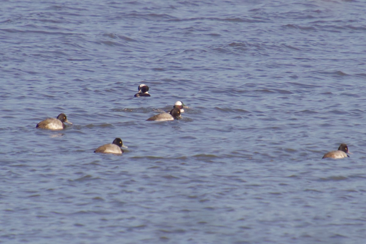 Bufflehead - Ruth Wittersgreen