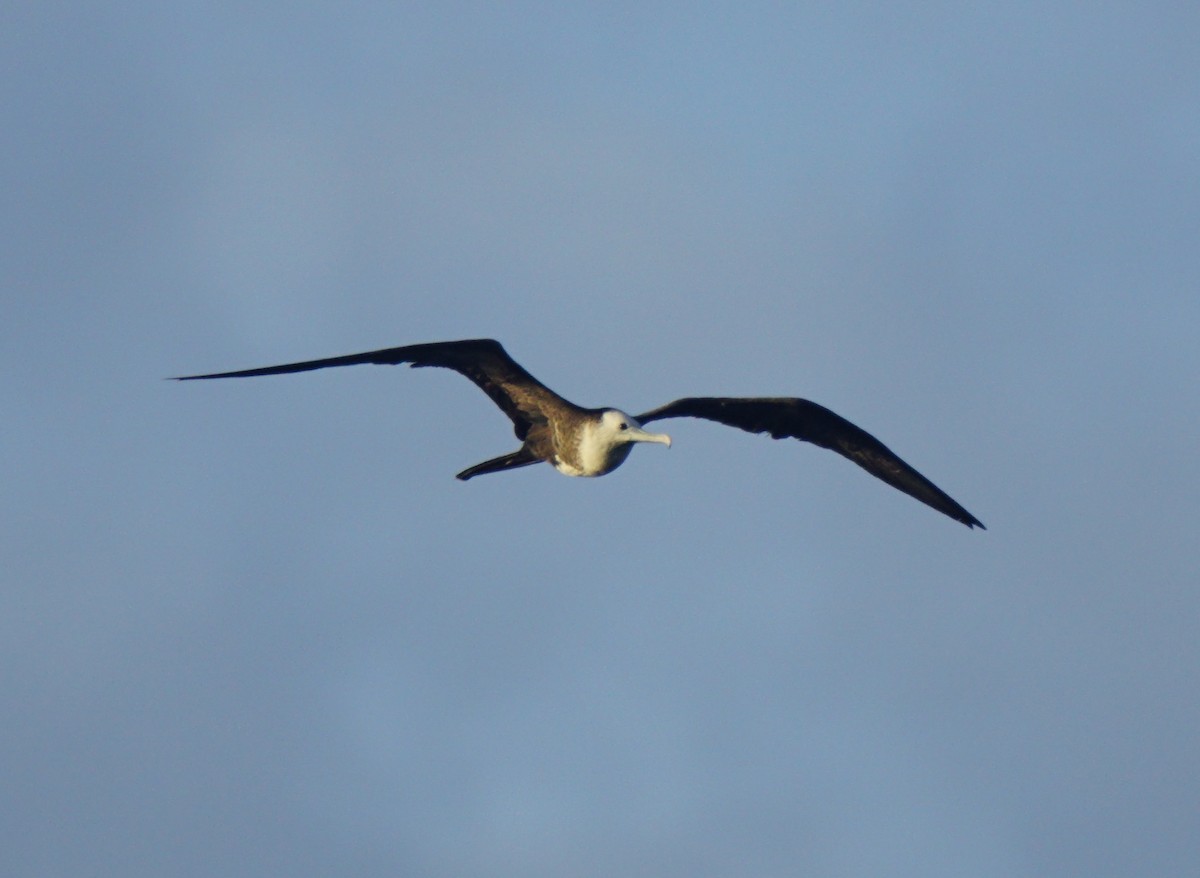 Magnificent Frigatebird - ML82603031