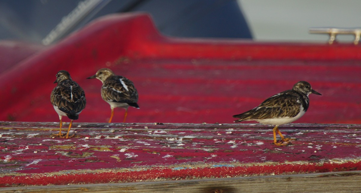 Ruddy Turnstone - ML82603551