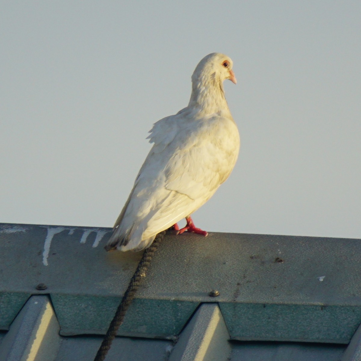 Сизый голубь (Одомашненного типа) - ML82603641