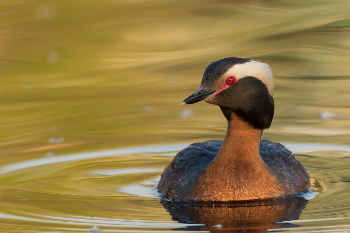 Horned Grebe - Kyle Blaney