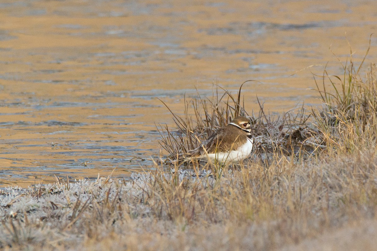 Killdeer - Lillie Gibb