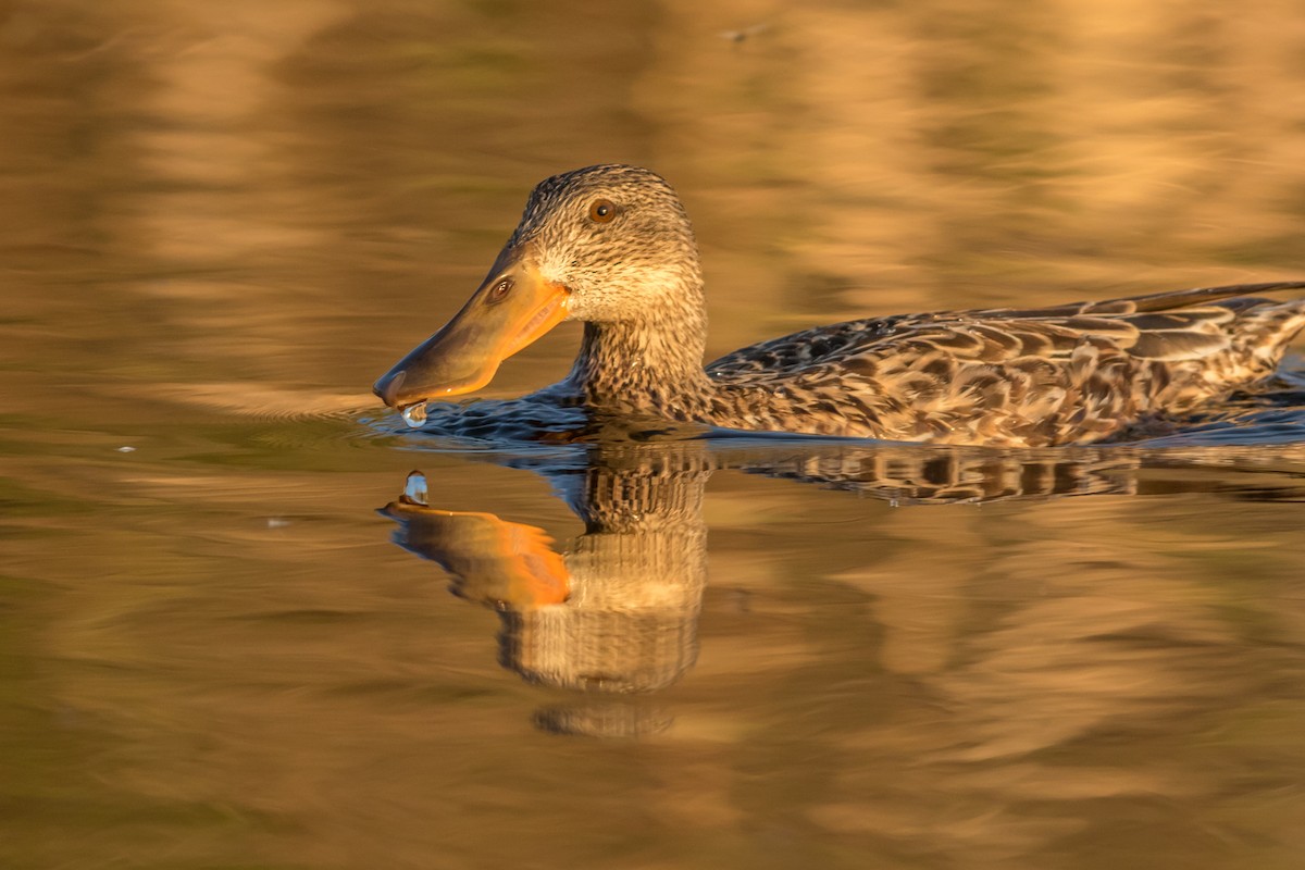 Northern Shoveler - Kyle Blaney