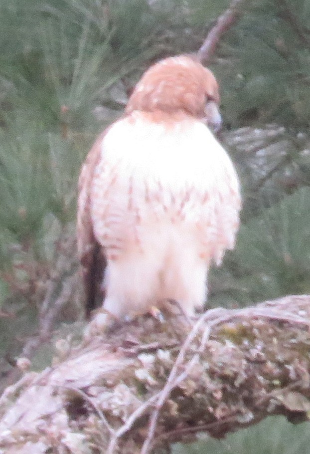 Red-tailed Hawk - Gwen Lanning