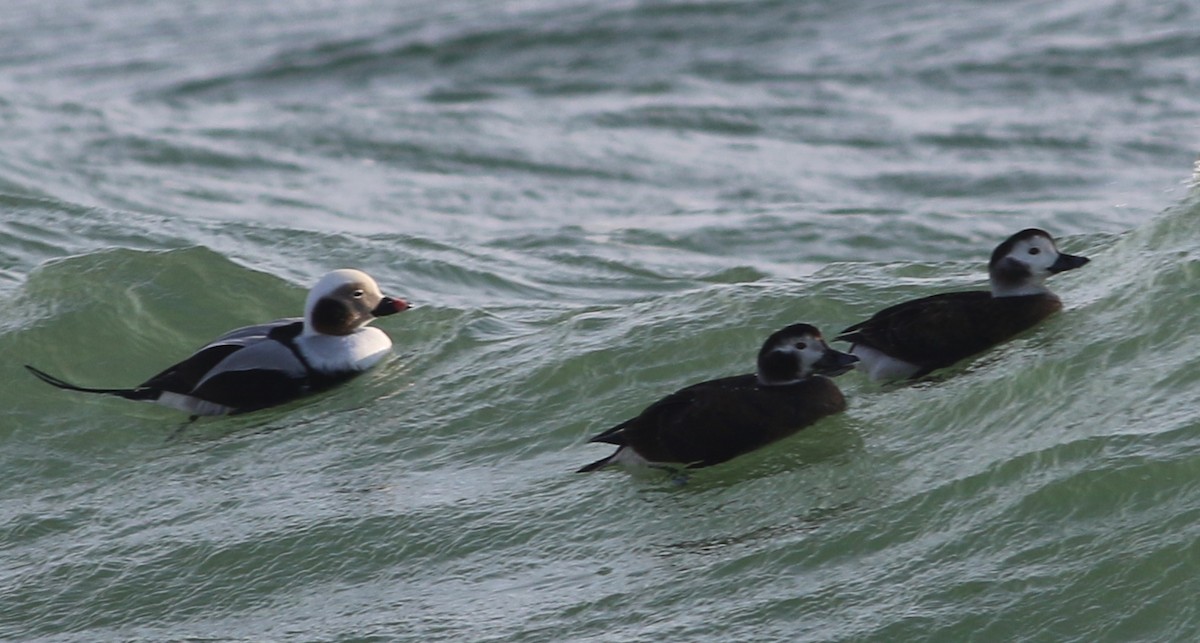 Long-tailed Duck - ML82605621