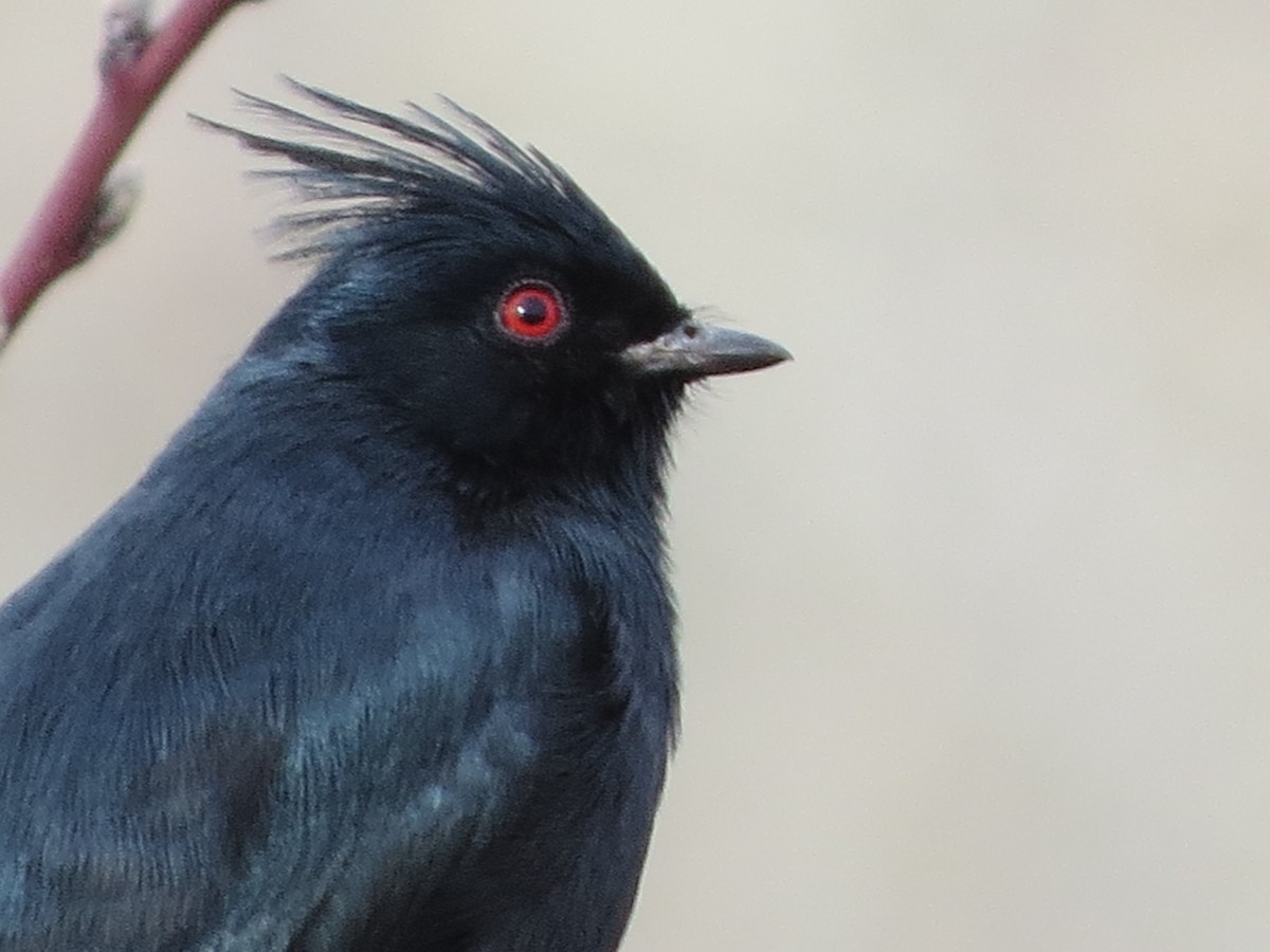 Phainopepla - Neldon Kunz