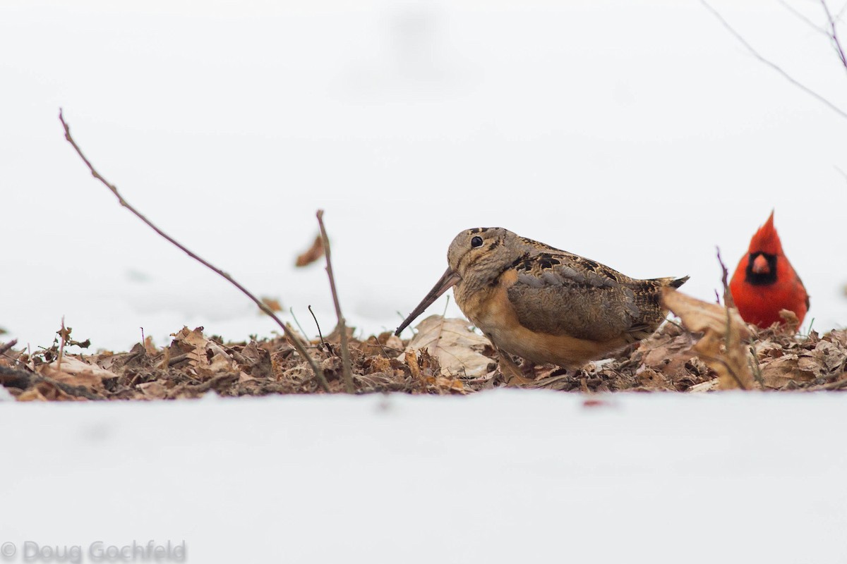 American Woodcock - ML82605821