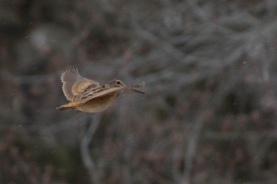 American Woodcock - ML82606191