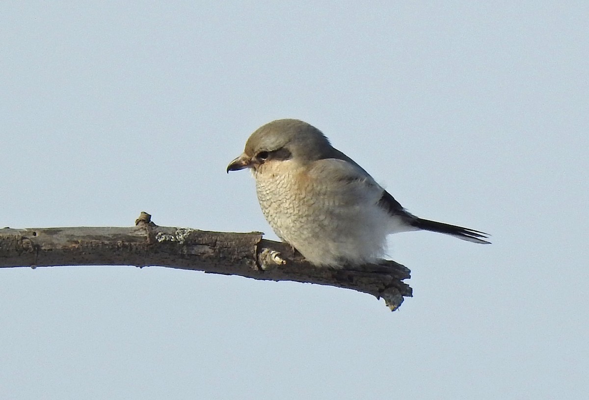 Alcaudón Boreal - ML82608561