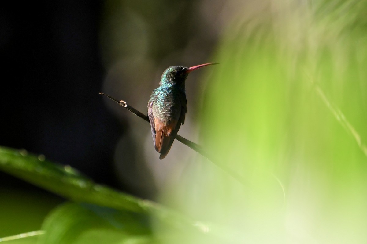 Rufous-tailed Hummingbird - ML82611971