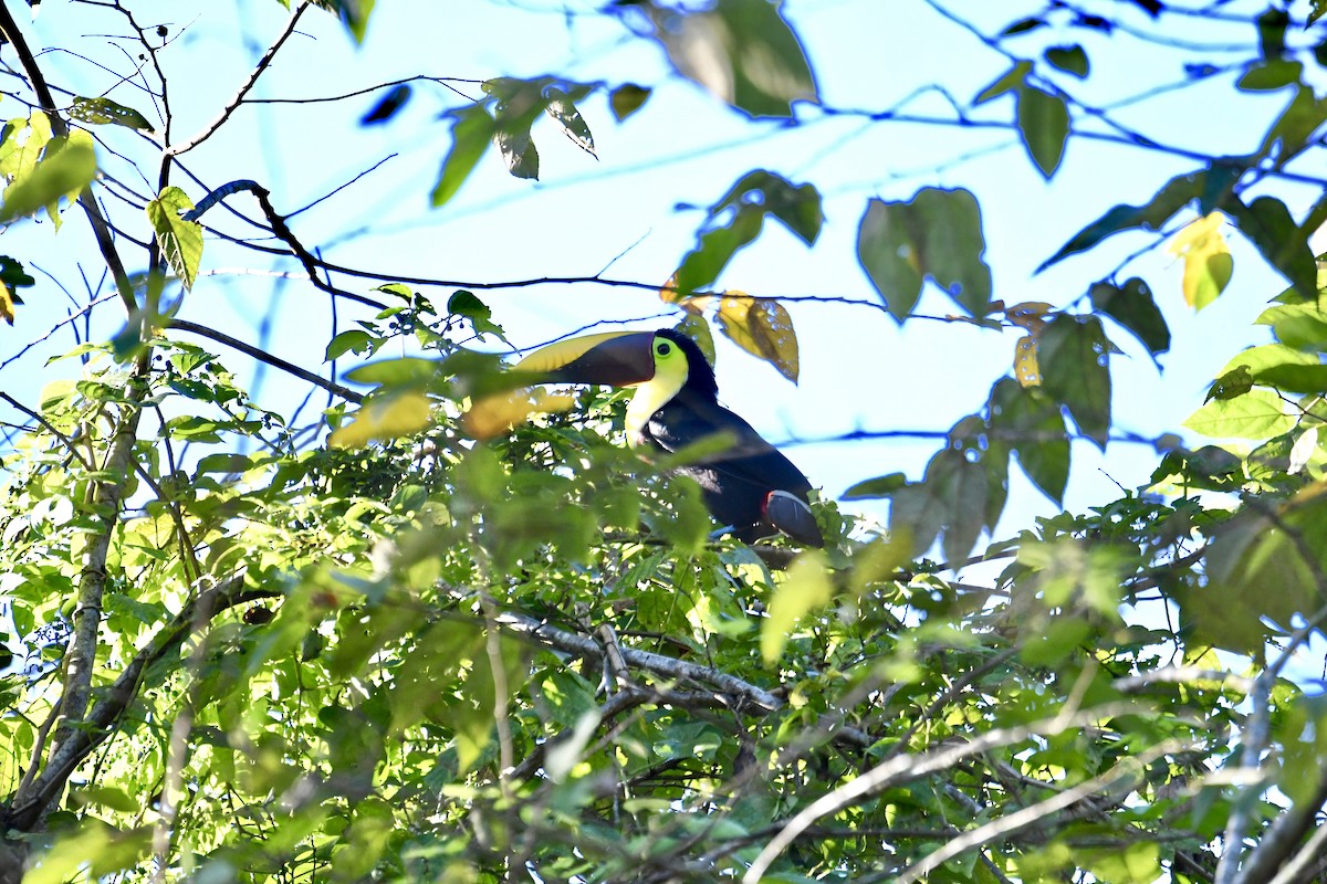 Yellow-throated Toucan - ML82612241