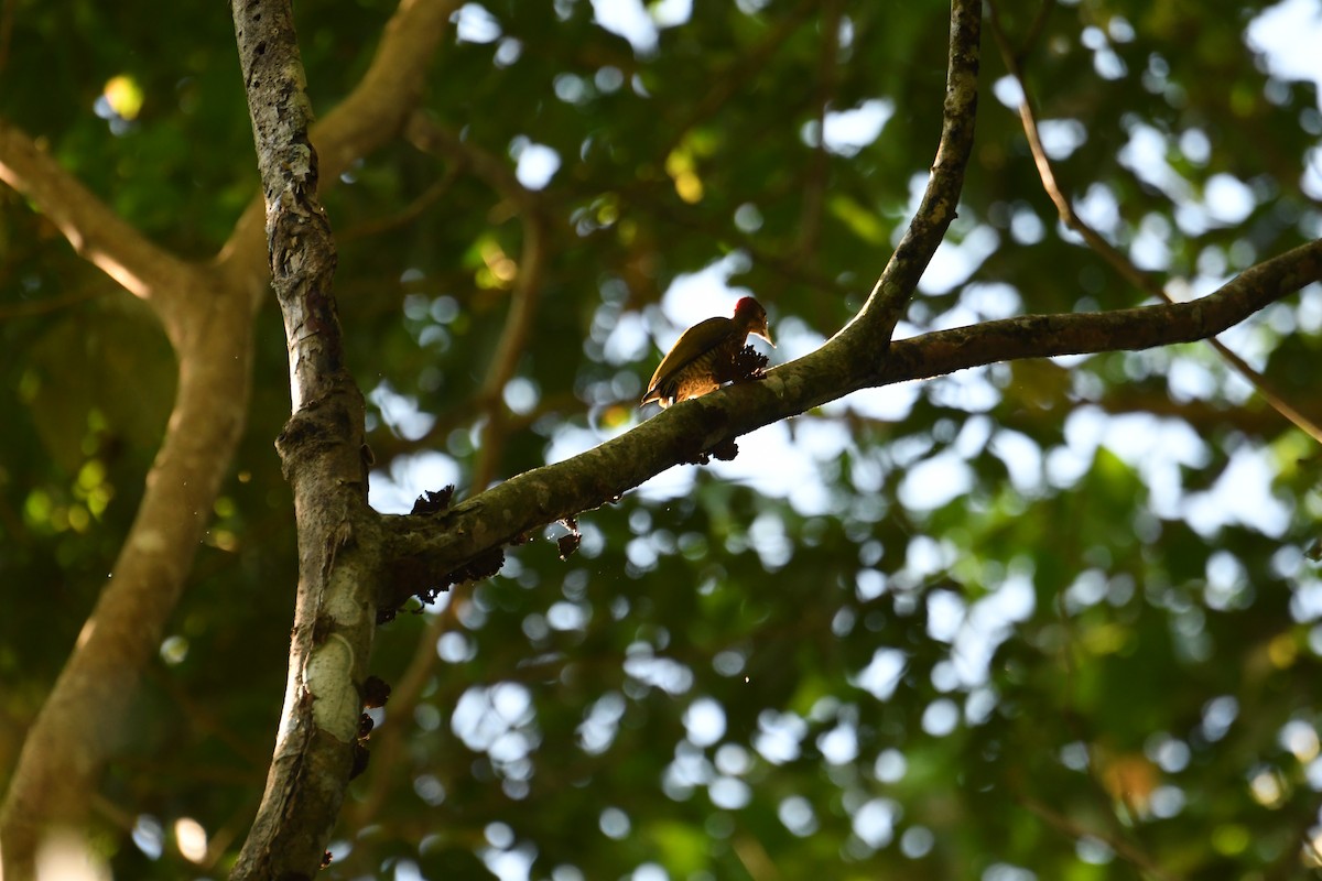 Rufous-winged Woodpecker - ML82612461