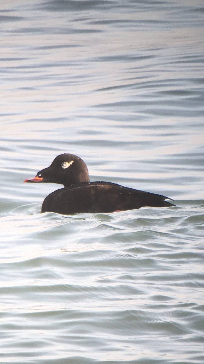 White-winged Scoter - Caleb Putnam