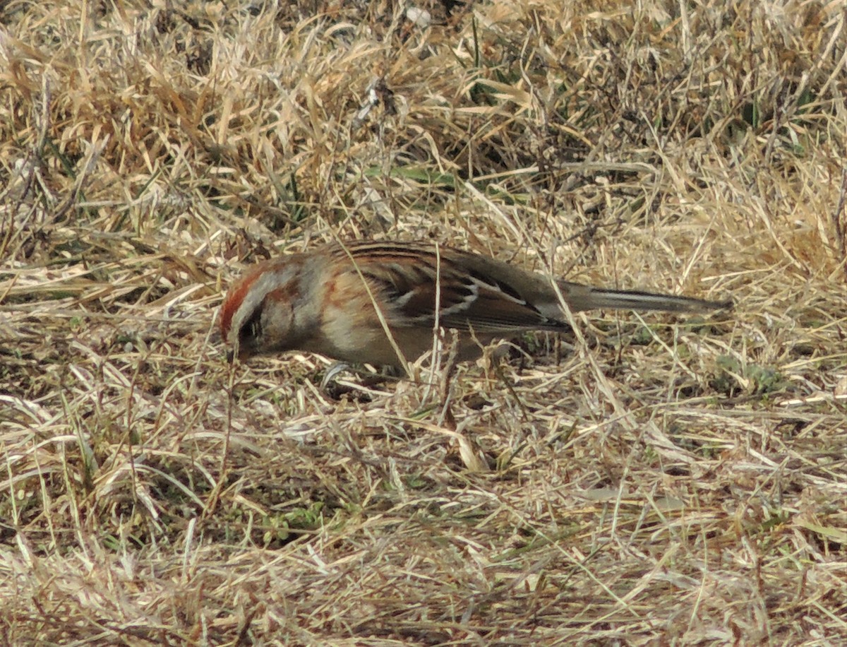 American Tree Sparrow - ML82613511