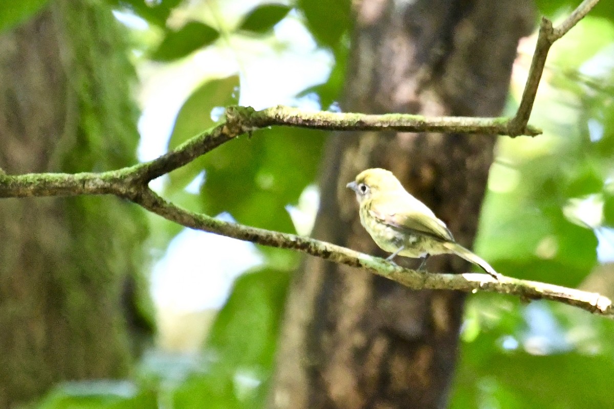 Eye-ringed Flatbill - ML82613881