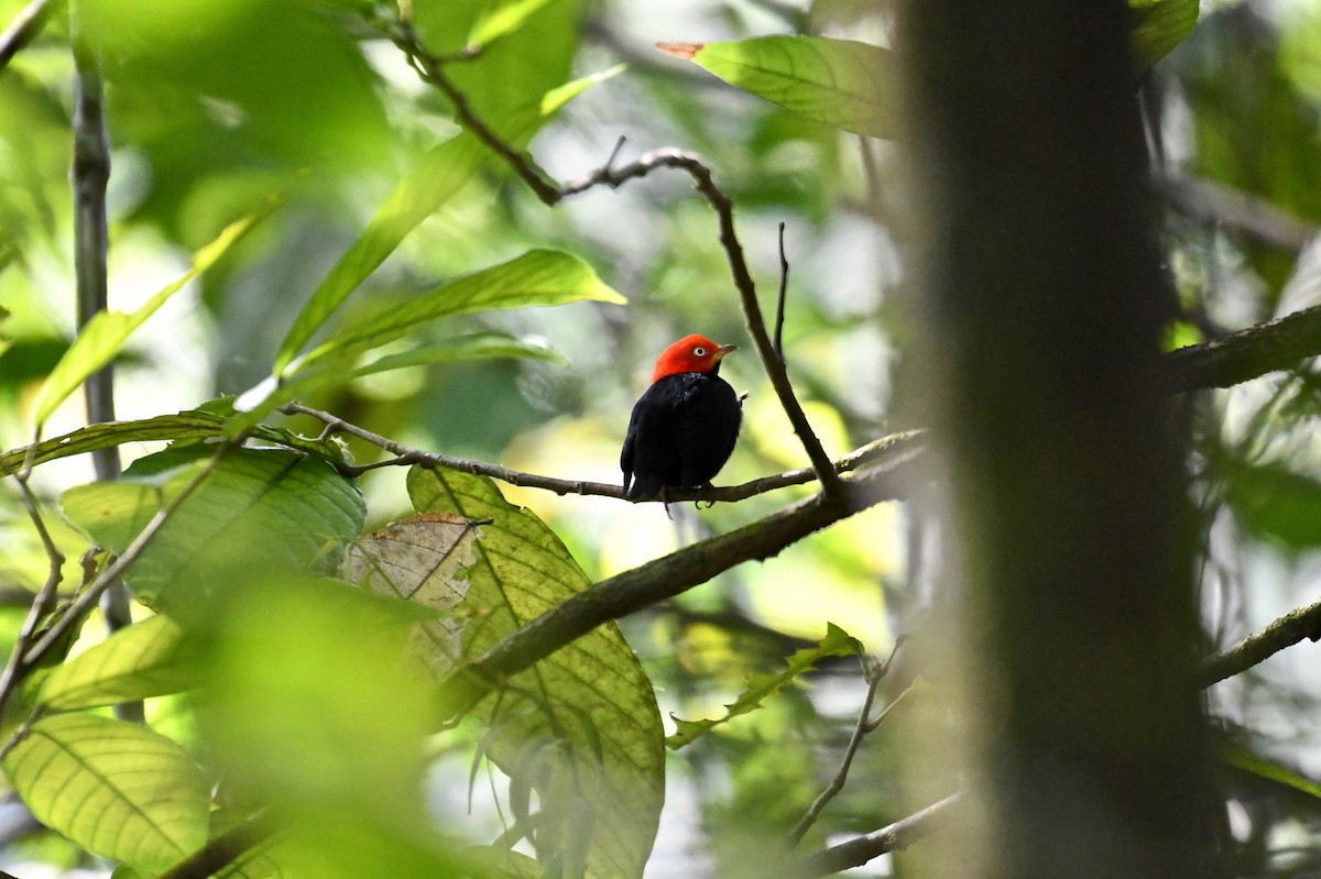 Red-capped Manakin - ML82614481