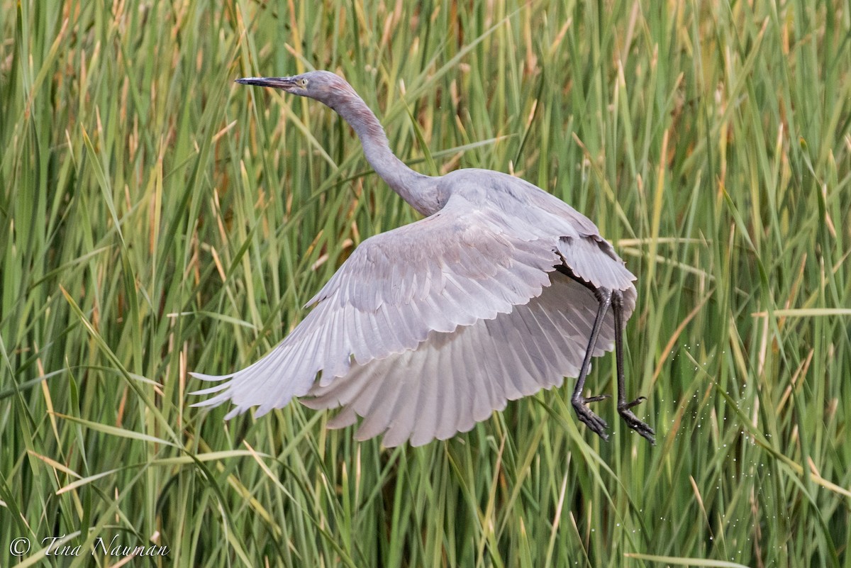 Reddish Egret - ML82615281